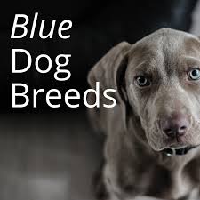 This is especially true of breeds like australian cattle dogs and collies. Blue Dog Breeds What Makes Them So Beautiful Pethelpful