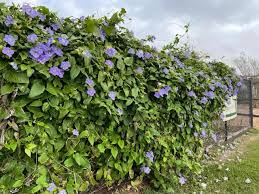 Image result for Thunbergia reticulata