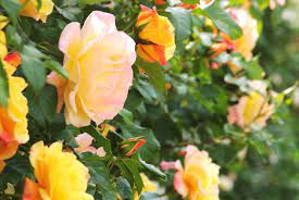 We did not find results for: 7 Best Climbing Roses For Garden Shade Horticulture Co Uk