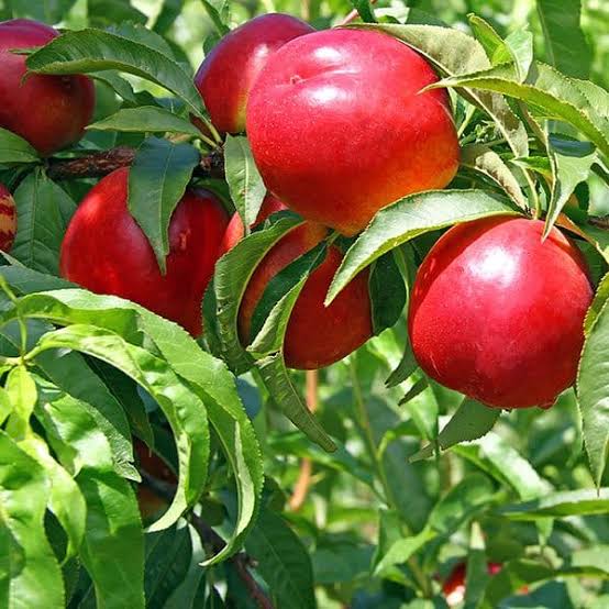 نهال شلیل کیوتا