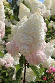 Just like roses, hydrangeas benefit greatly from deadheading during firstly if during the process your leaves fall off, don't despair! Fishtail Cottage Garden 7 20 15 Strawberry Hydrangea Plants Vanilla Strawberry Hydrangea