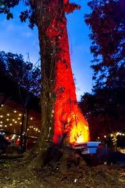 Maybe you would like to learn more about one of these? Famous Fish Tacos Picture Of Big Daddy S Grill Boquete Tripadvisor