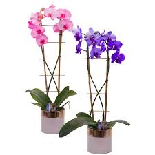 We provide a great selection of orchid growing supplies priced competitivelly. Silver Vase Orchids Wholesale Premium Orchids