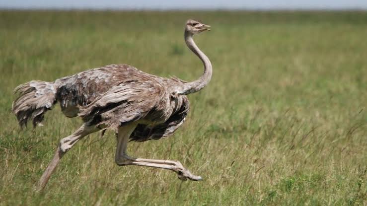 Avestruzes