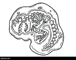 These dinosaur and fossil ideas will captivate any kid's interest in nature! Dinosaur Skeleton Coloring Pages Coloring And Drawing