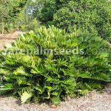 Image result for Zamia furfuracea