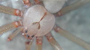 Esta pagina tiene como fin dar información verdadera alrededor de los mitos y las creencias. La Invasion De Aranas Violinistas En Mexico Y Otros Mitos Que Rodean A Esta Especie National Geographic En Espanol