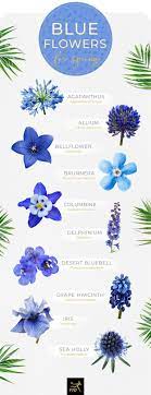 Maybe you would like to learn more about one of these? 30 Types Of Blue Flowers Ftd Com Blue Flower Names Blue Flower Arrangements Blue Flowers Garden