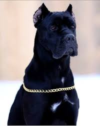 kopek dunyasi adli kullanicinin 2021 satilik cane corso fiyatlari panosundaki pin cane corso kopek bekci kopegi