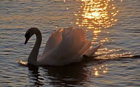 Pin By Patricia Newman On Animals In 2020 Beautiful Swan Swan Animals Beautiful