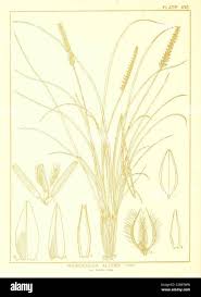 Image result for Microchloa altera