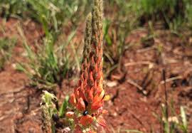 Image result for Rhynchotropis