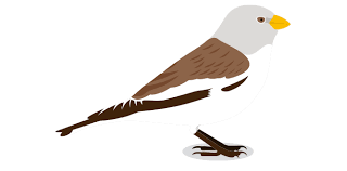 Find white winged snowfinch stock photos in hd and millions of other editorial images in the shutterstock collection. White Winged Snowfinch Marmota Maps