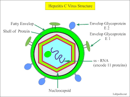 The two most common exposures associated with transmission of hcv are blood transfusion and injection drug use. Hepatitis C Virus Part 1 Hepatitis C Virus Hcv Profile Labpedia Net