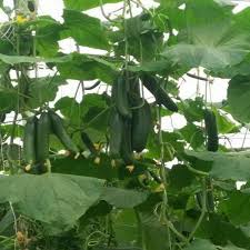 If you are using a grow bag, plant only. Greenhouse Cucumber Seeds For Greenhouse Seeds Pack Size 1000 Seeds Rs 6500 Packet Id 16018235230