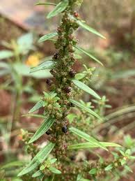 Image result for Ammannia baccifera