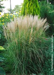 Image result for Miscanthus sinensis
