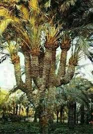 A Palm Tree In The Desert Of Najaf Iraq Beautiful Tree Baghdad Iraq Palm Trees