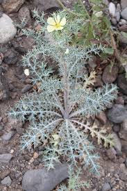 Image result for Argemone ochroleuca