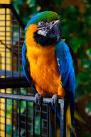 Bird Kingdom At Niagara Falls Bird Niagara Falls Animals