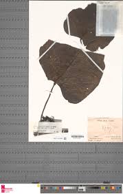 Image result for Adenia rumicifolia