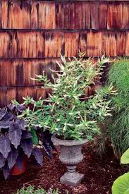 Image result for Lannea virgata