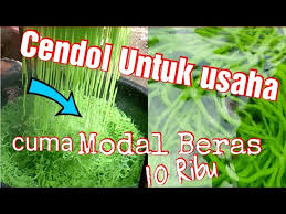 Meski demikian, baik menggunakan tepung hukwe maupun tepung beras resep cendol dari bubuk jelly bisa dikatakan cukup sederhana dan gampang dibuat di rumah. Cara Membuat Cendol Untuk Jualan Usaha Mudah Youtube