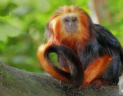 Image result for Monotes africanus