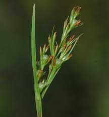 Image result for Scleria mikawana