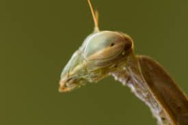 Images, photos, vectors, icons, illustrations, editorial Depth Of Field In Macro Photography Digital Photography Review