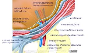 Groin muscles diagram anatomy of groin area photos muscles of the groin diagram human. Abdominal Wall Layers Of The Inguinal Canal Semi 3d Exploded View English Labels Anatomytool