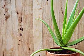 Die „wüstenlilie ist in ihrer pflege relativ anspruchslos. Aloe Vera Pflanzen Vermehren Plantura