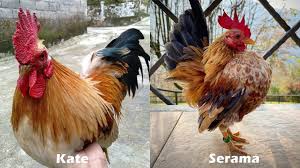 Jual ayam serama, boyolali, jawa tengah, indonesia. Ayam Kate Ciri Jenis Yang Bagus Model Kandang Cara Memelihara