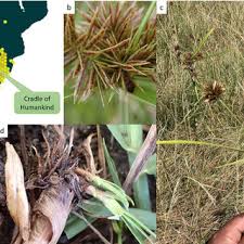 Image result for Kyllinga alba