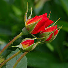 Rose Wikipedia