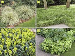 Choisir Les Couvre Sols Selon L Exposition Detente Jardin