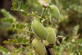 Image result for Cicer arietinum