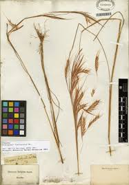 Image result for Andropogon fastigiatus