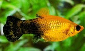 Inilah 10 Jenis Dan Harga Ikan Molly Terbaru September 2021