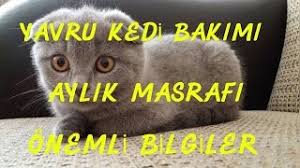 Yavru Kedi Bakimi Ve Aylik Masrafi Ne Kadar Onemli Bilgiler Youtube