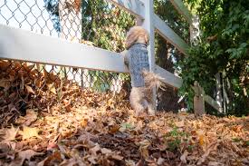We did not find results for: How To Keep Dogs Away From Yards