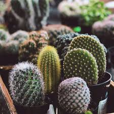 With a growing interest in starting cacti from seed, i see many people asking about how to begin. Cactus Mix