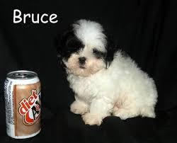 Find the perfect puppy for sale in dubuque, iowa at next day pets. Nice Black And White Teddy Bear Puppy Suzie For Sale For Sale In Black River Falls Wisconsin Classified Americanlisted Com