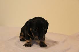If you are looking to adopt you will find dachshund dogs for adoption and puppies for sale under the listings here. Miniature Dachshund Puppies For Sale Colorado Springs Co 200460