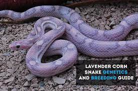 Pin By Dianna Fisk On Character Concept Warlock Of Lurue Corn Snake Snake Purple Snake