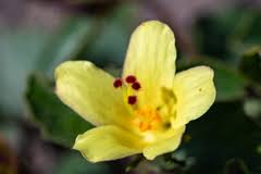 Image result for Hibiscus rhabdotospermus