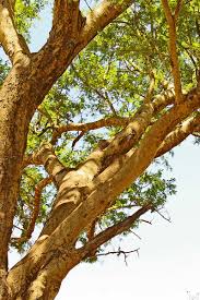 Image result for Acacia sieberiana