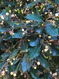 Image result for Curtisia dentata