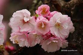 takasago sakura flowers plants