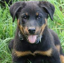 If not properly handled, a beauceron can become quite assertive. Beauceron Dogs Breeders And Information In Canada Canadogs
